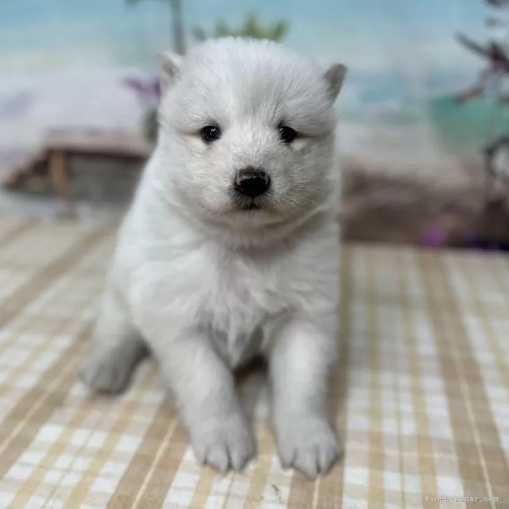 ID：2411-04095の子犬