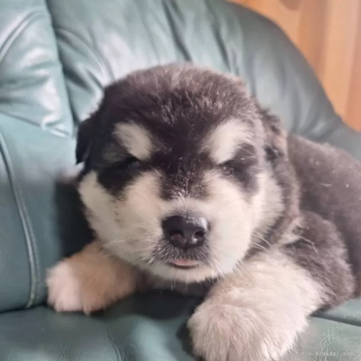 ID:2506-03303の子犬