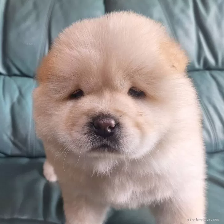 ID:2506-00209の子犬
