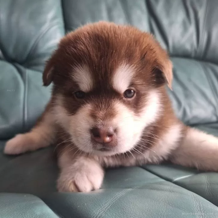 ID:2505-04108の子犬