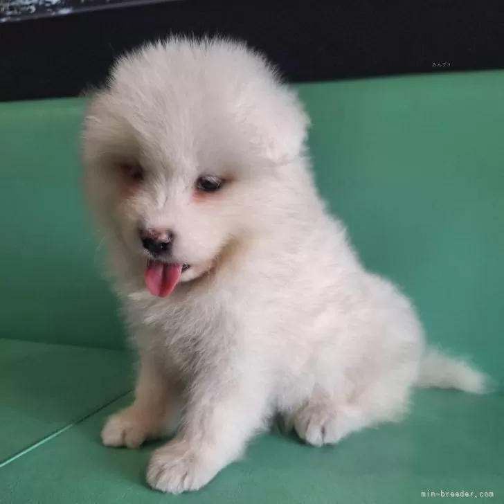 ID:2509-04996の子犬