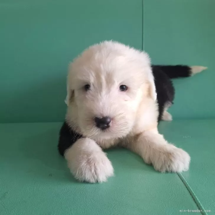 ID:2507-06236の子犬