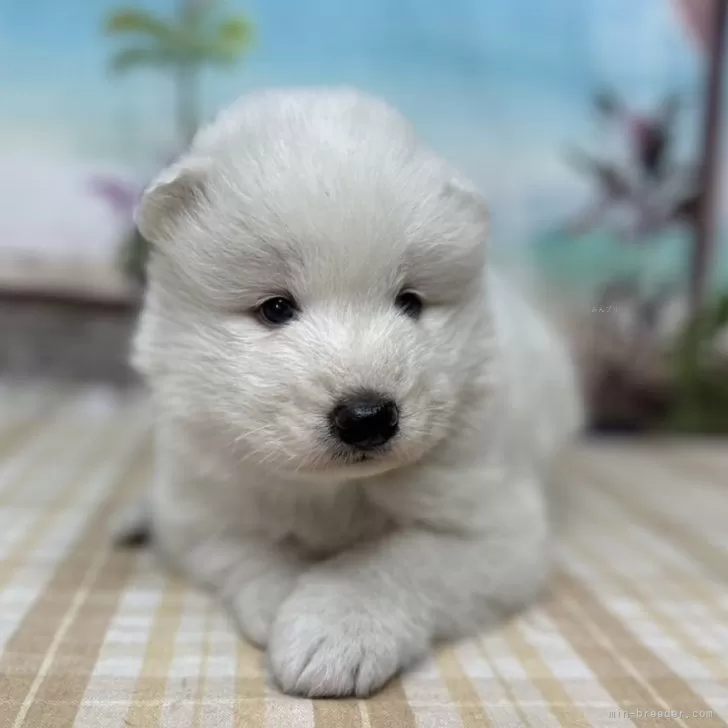 ID:2411-04092の子犬