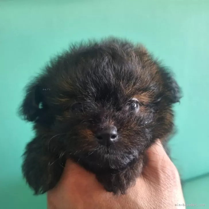 ID：2508-01735の子犬