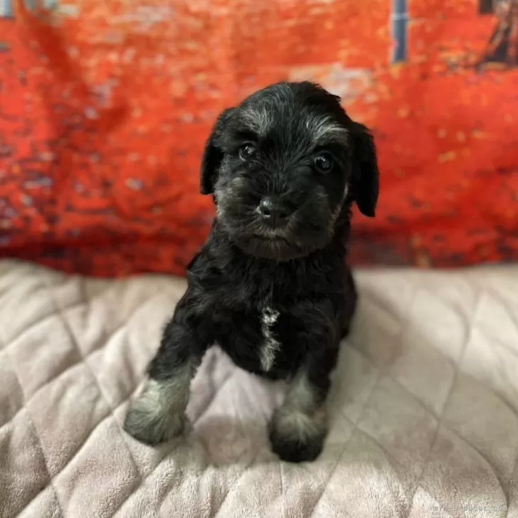ID:2510-03797の子犬