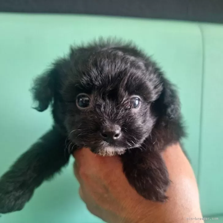 ID：2508-01729の子犬