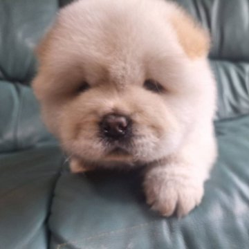 チャウチャウ【千葉県・男の子・2025年4月12日・クリーム】の写真「鼻ぺちゃお顔のチャウチャウ♪」