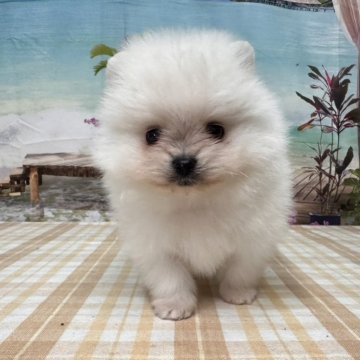 ポメラニアン【千葉県・男の子・2025年9月2日・ホワイト】の写真「かわいいポメちゃんです♪」
