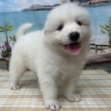 サモエド【千葉県・男の子・2025年7月29日・ホワイト】の写真「ふわふわの大型犬です♪」
