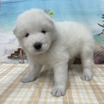 サモエド【千葉県・男の子・2025年9月3日・ホワイト】の写真「ふわふわの大型犬です♪」