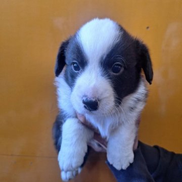 ウェルシュ・コーギー・カーディガン【千葉県・男の子・2025年10月16日・ブラック&ホワイト】の写真「大変利口な希少犬種のカーディガンです♪」