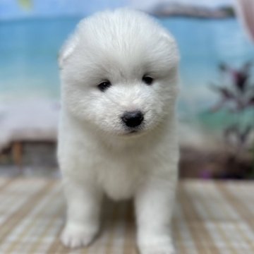 サモエド【千葉県・女の子・2024年11月15日・ホワイト】の写真「ふわふわの大型犬です♪」