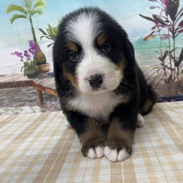 バーニーズ・マウンテン・ドッグ【千葉県・女の子・2025年10月8日・ブラックラスト&ホワイト】の写真「かわいいバーニーズ♪」