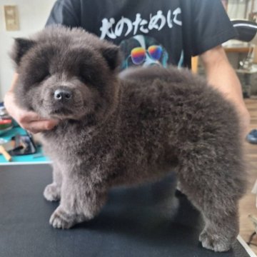 チャウチャウ【千葉県・女の子・2025年6月3日・ブルー】の写真「鼻ぺちゃお顔のチャウチャウ♪」