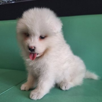 サモエド【千葉県・女の子・2025年7月29日・ホワイト】の写真「ふわふわの大型犬です♪」