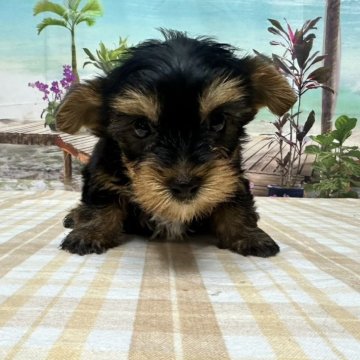 ヨークシャーテリア【千葉県・男の子・2025年8月11日・スティールブルータン】の写真「小さいかわいい子♪」