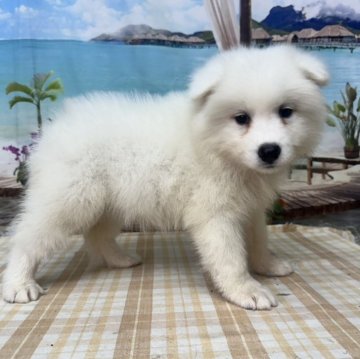 サモエド【千葉県・女の子・2025年6月24日・ホワイト】の写真「ふわふわの大型犬です♪」