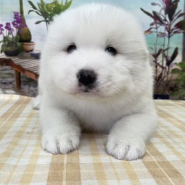 サモエド【千葉県・男の子・2025年10月7日・ホワイト】の写真「ふわふわの大型犬です♪」