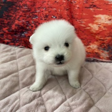 日本スピッツ【千葉県・女の子・2025年9月23日・ホワイト】の写真「真っ白の日本犬です♪」