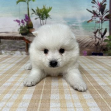 日本スピッツ【千葉県・女の子・2025年10月1日・ホワイト】の写真「真っ白の日本犬です♪」