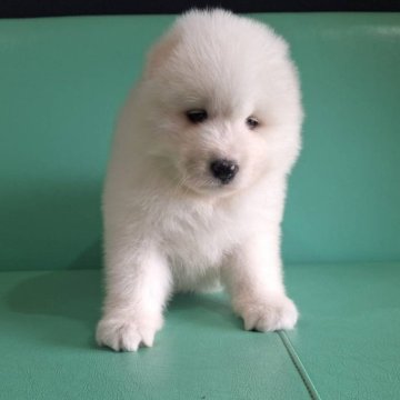 サモエド【千葉県・女の子・2025年9月17日・ホワイト】の写真「ふわふわの大型犬です♪」