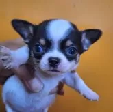 チワワ(スムース)