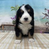 バーニーズ・マウンテン・ドッグ