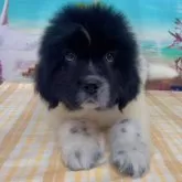 ニューファンドランド