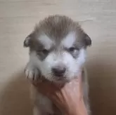 アラスカンマラミュート