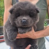 チャウチャウ