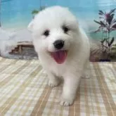サモエド