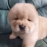 チャウチャウ