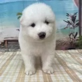 サモエド
