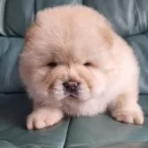 チャウチャウ