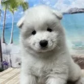 サモエド