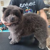 チャウチャウ