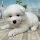 サモエド