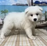 サモエド