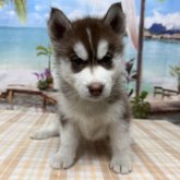 シベリアンハスキー