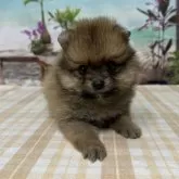 ポメラニアン