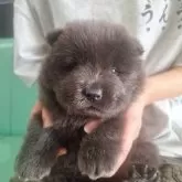 チャウチャウ