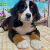 バーニーズ・マウンテン・ドッグ