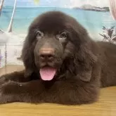 ニューファンドランド