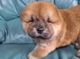 チャウチャウ【千葉県・男の子・2025年4月23日・レッド】の写真6