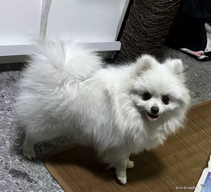 ポメラニアン モモ太郎🐶🍑［#ポメラニアン］ on X: 