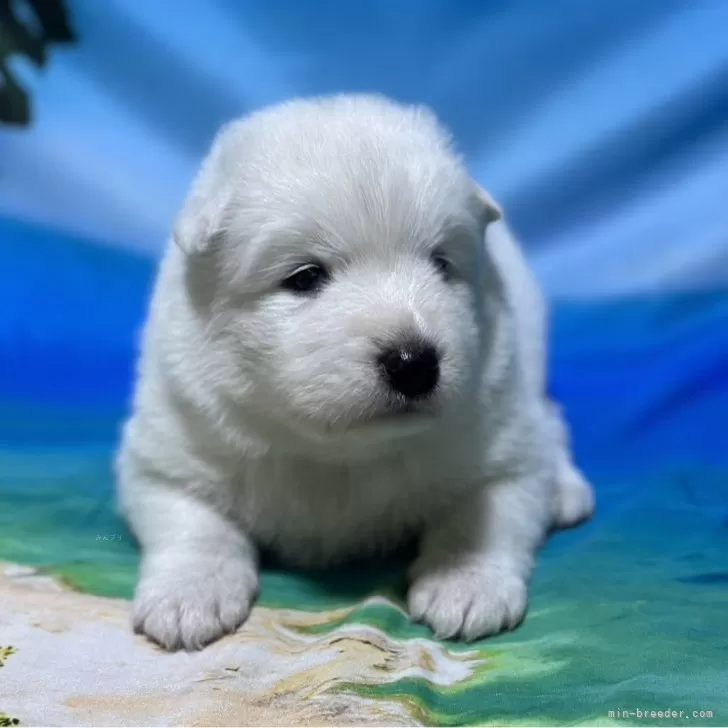 ID：2406-05915の子犬