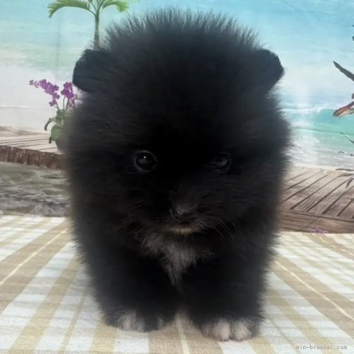 ID:2310-04970の子犬
