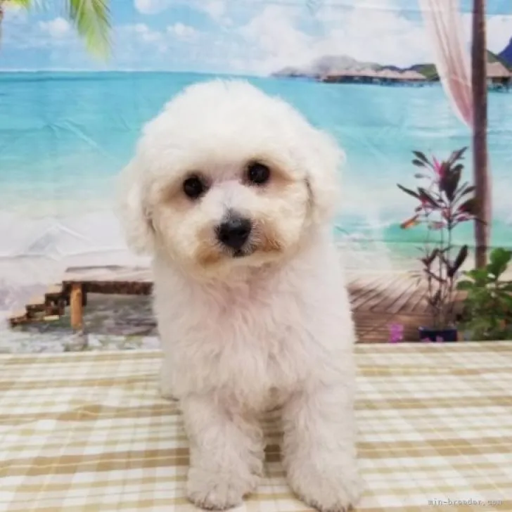 m 様のお迎えした子犬