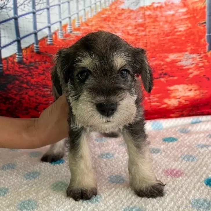 ID:2410-07277の子犬