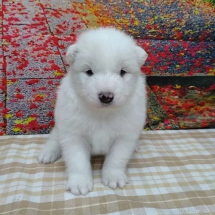 ID：2302-00419の子犬